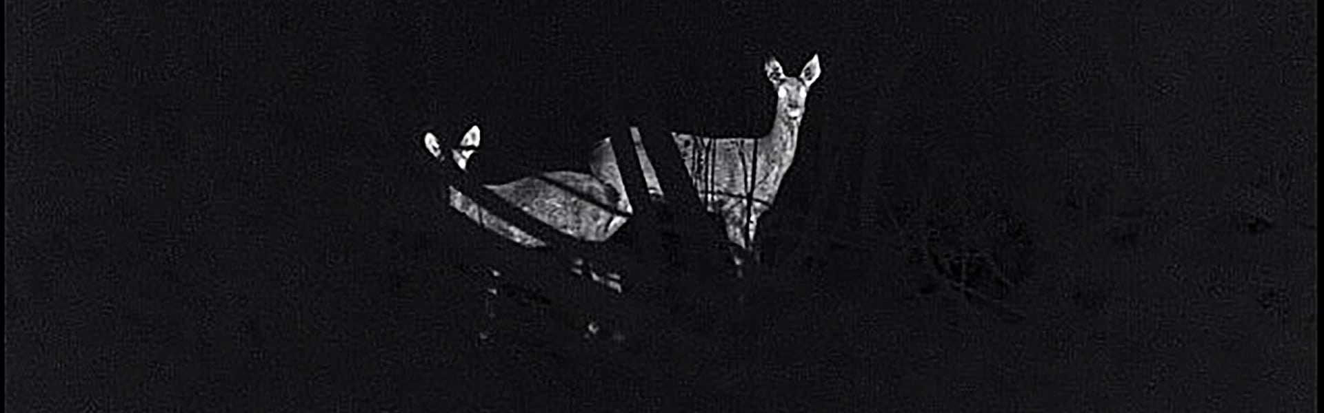 deer through night vision scope