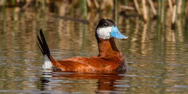 Ruddy duck