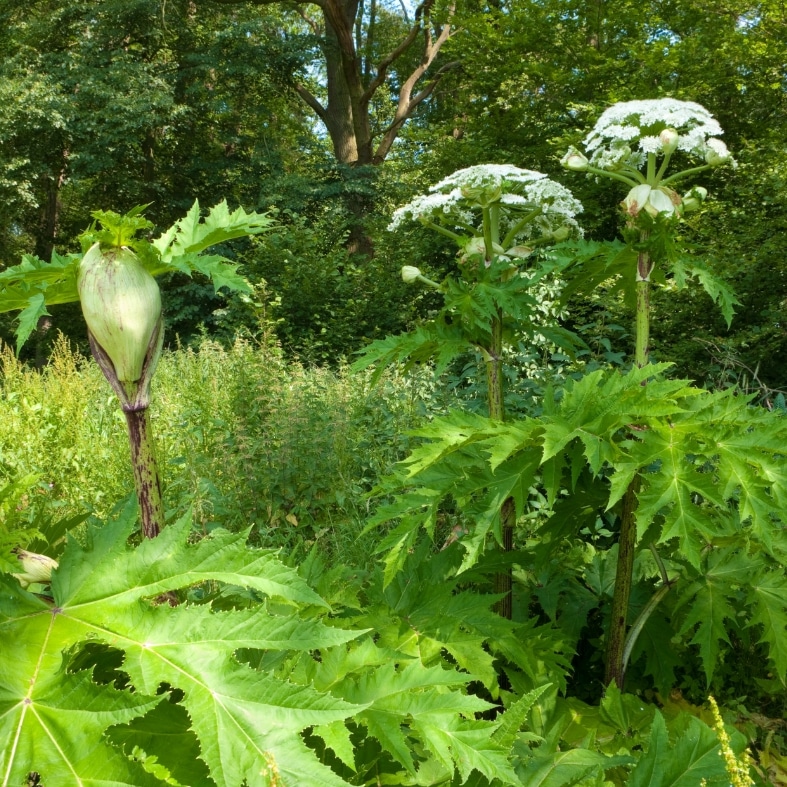 Guide on invasive species: Giant hogweed