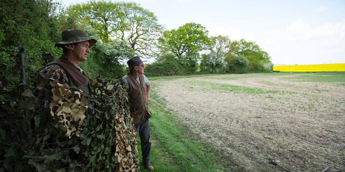 Basc updates on pigeon shooting the stalking directory