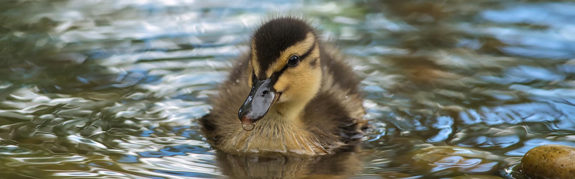 A duckling on water