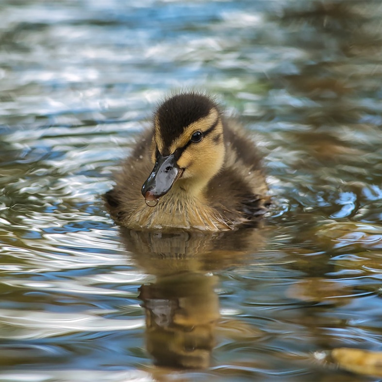 A duckling on water