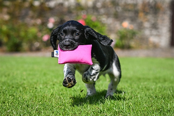 Gundog puppy carrying a dummy