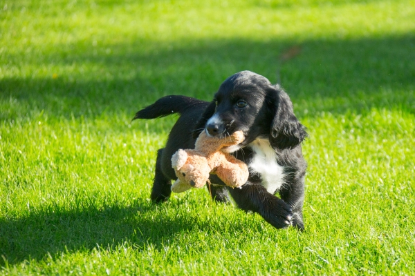 spaniel puppy