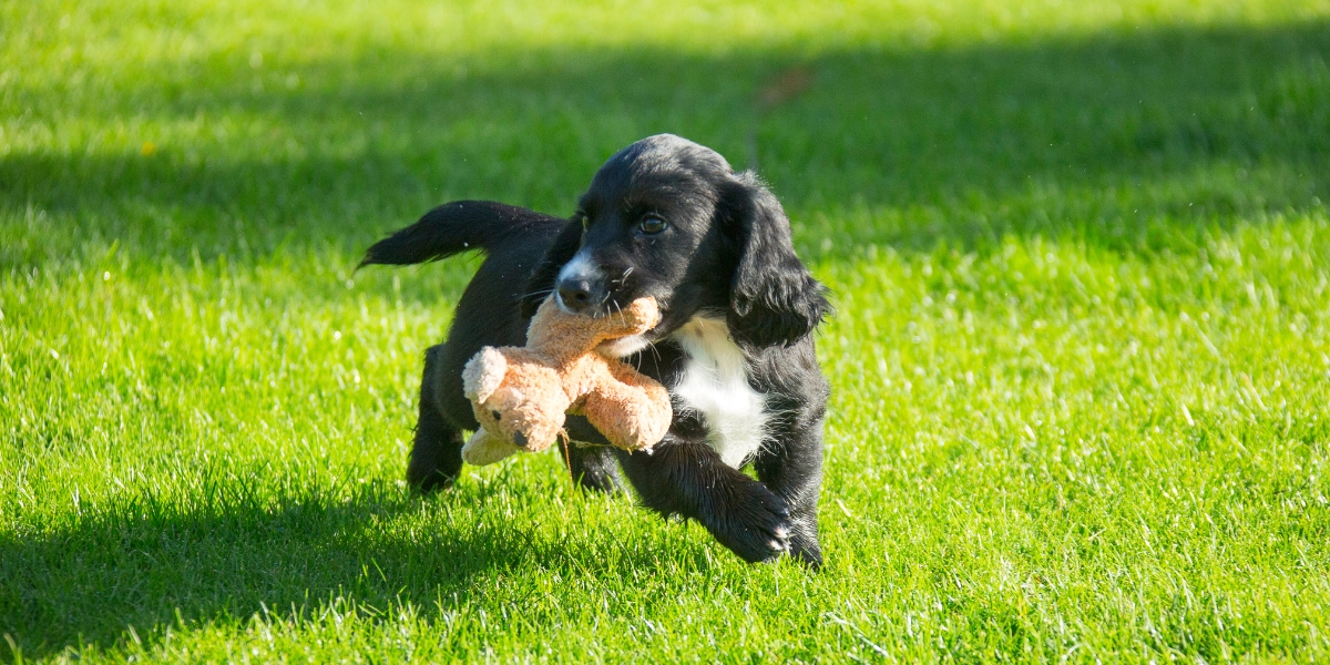 spaniel puppy