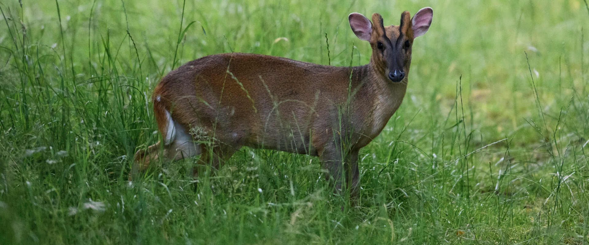 Muntjac