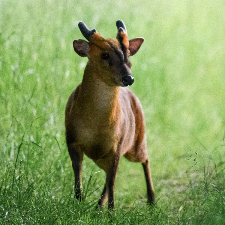 Muntjac