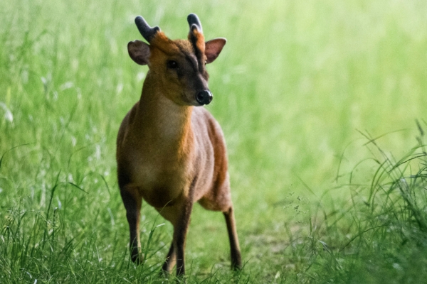 Muntjac