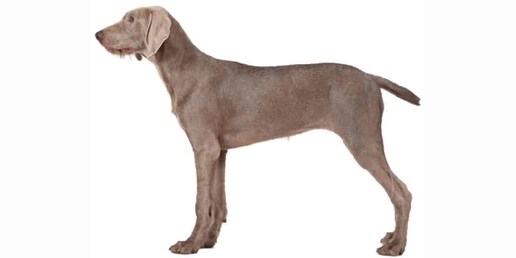 Slovakian rough-haired pointer