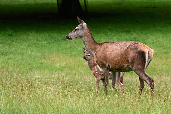 Deer and fawn