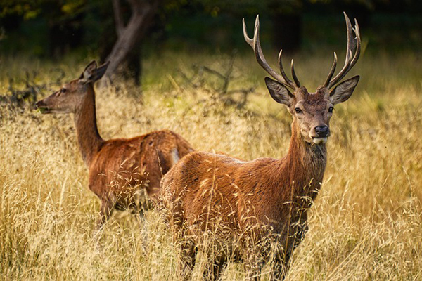 Male and female deer