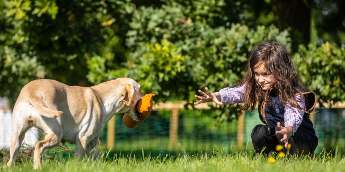 Gundog scurry