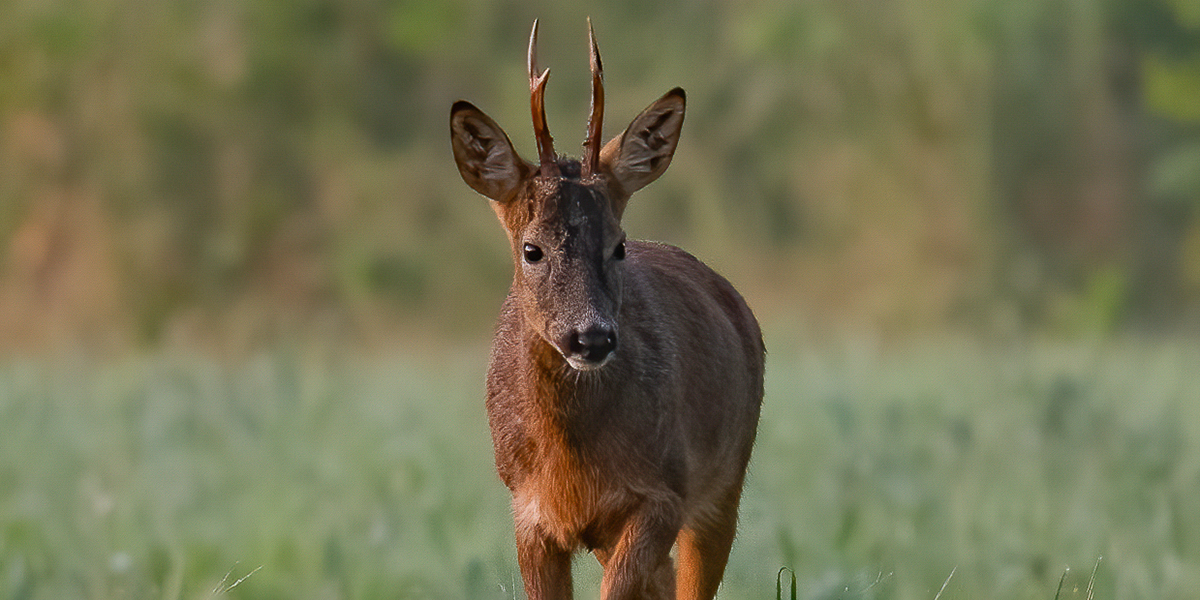 Roe Buck