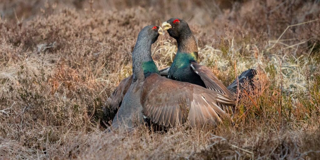 Capercaillie