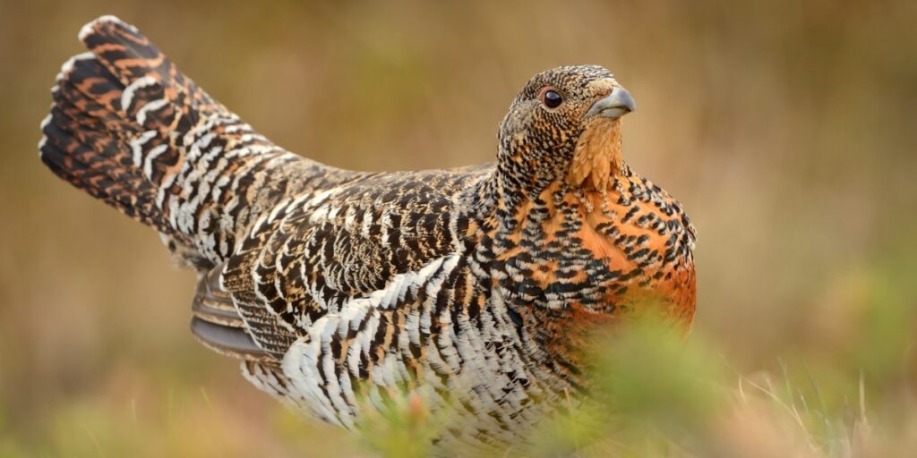 Capercaillie