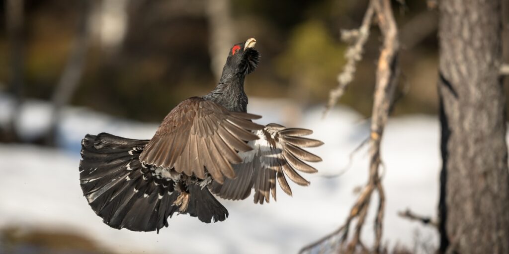 Capercaillie