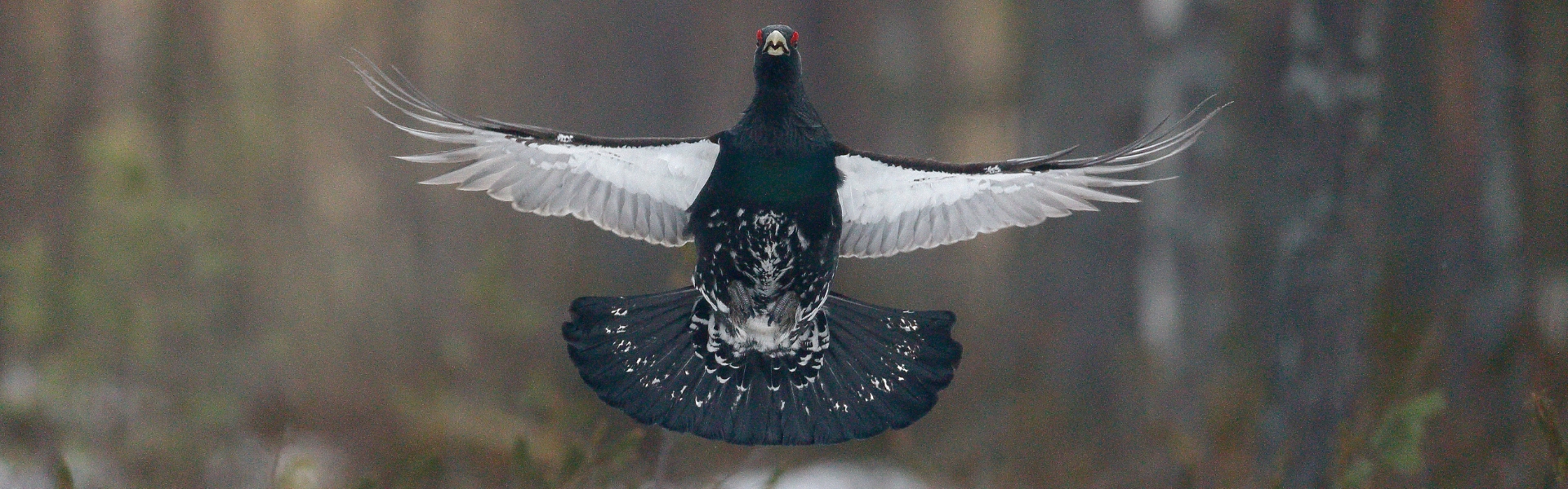 Capercaillie