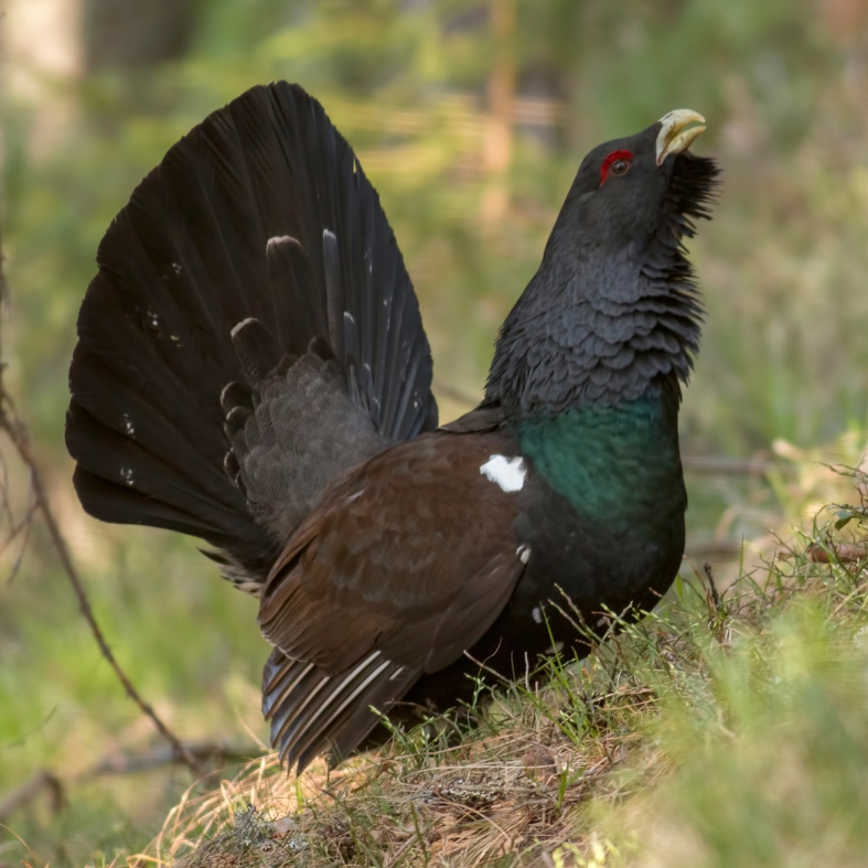 capercaillie