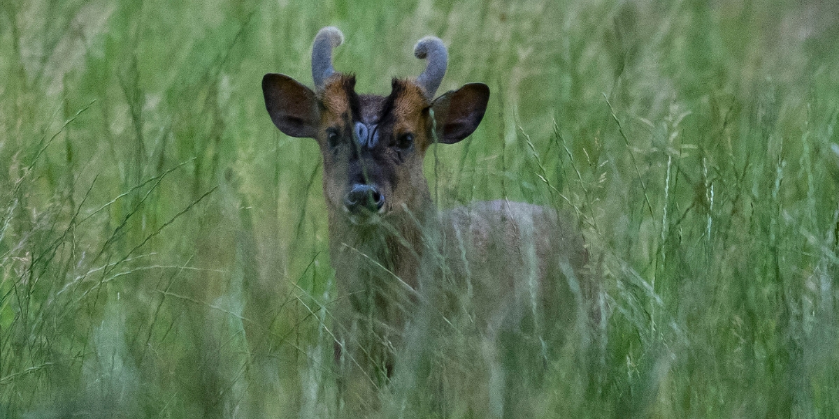 muntjac in grass