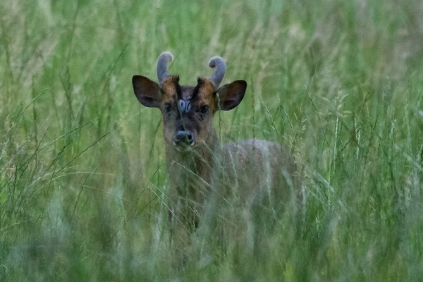 muntjac in grass