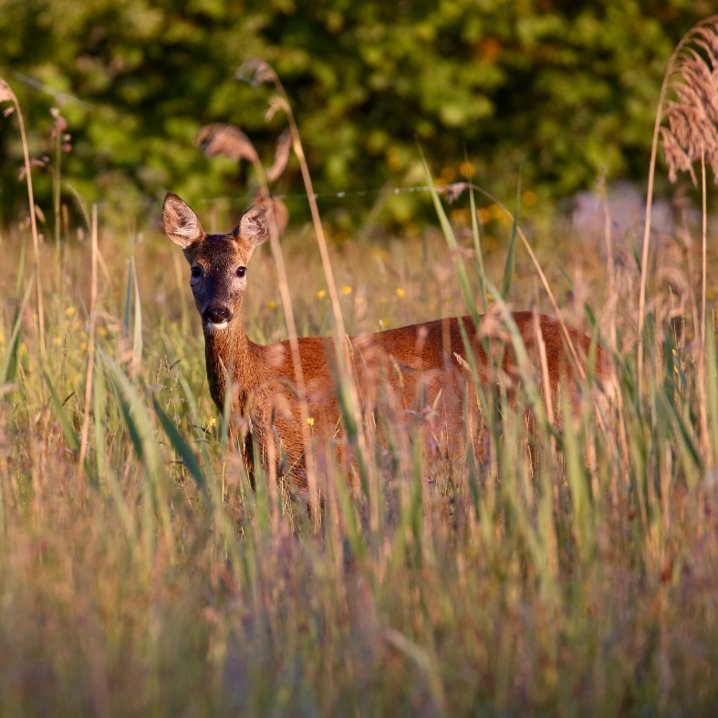 deer in grass