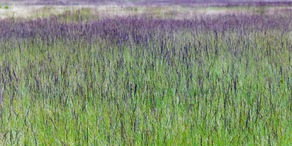 species-rich grassland with purple moor grass