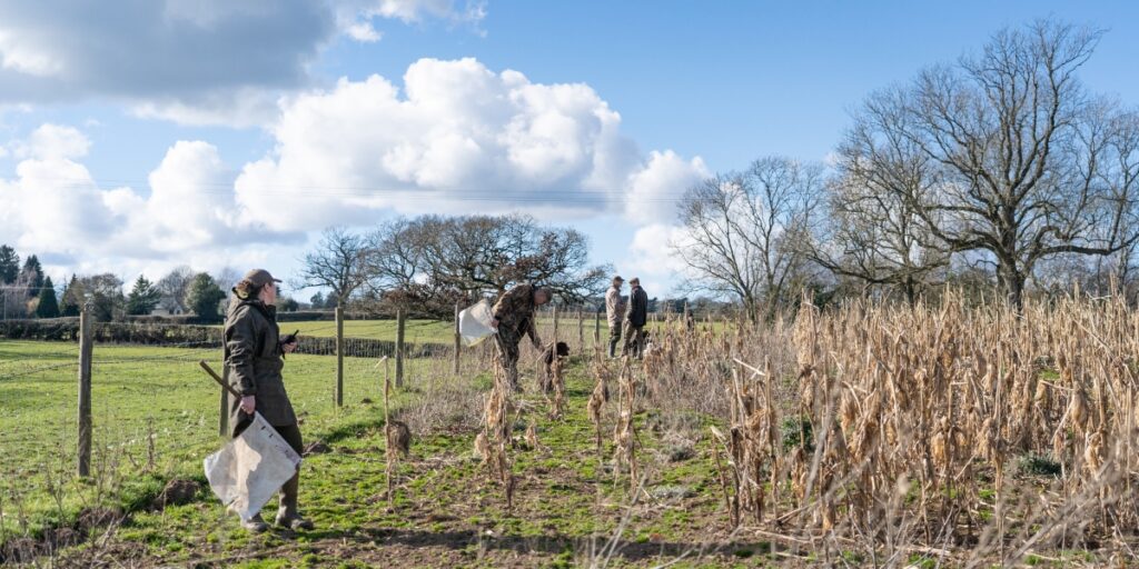 Beaters on a pheasant shooting day