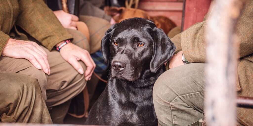 Bringing a dog to a pheasant shooting day