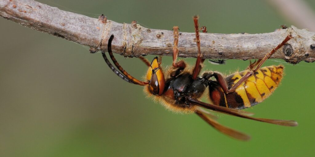 Vespa crabro