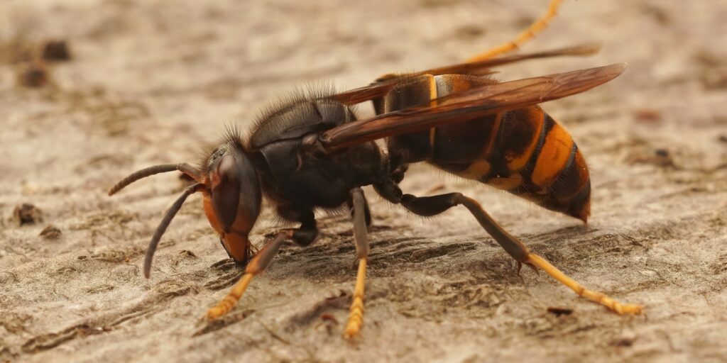 Asian hornet week