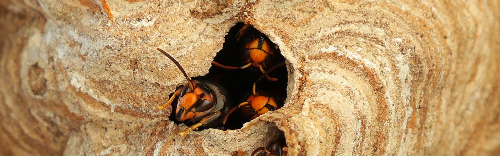 Asian hornet week