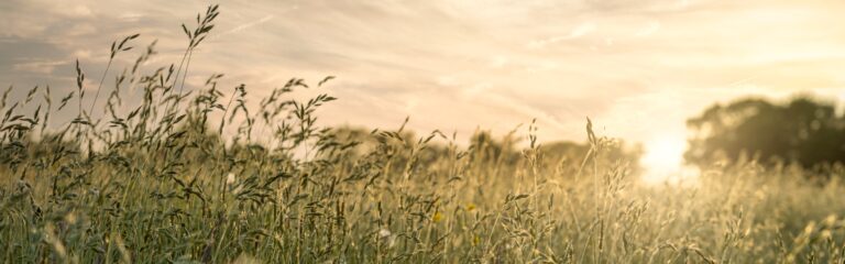 species-rich grassland sunrise