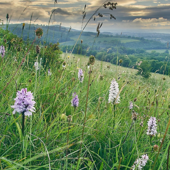 species-rich grassland with wildflowers