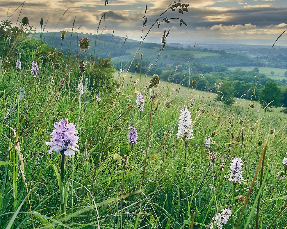 species-rich grassland