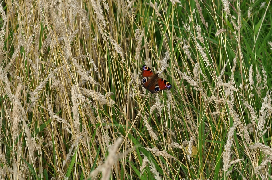 species-rich grassland