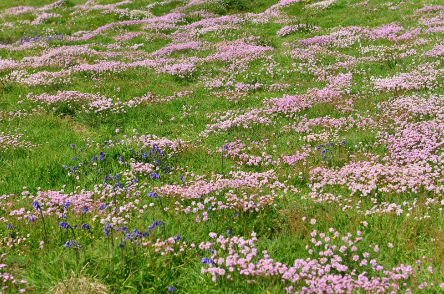 species-rich grassland wildflowers