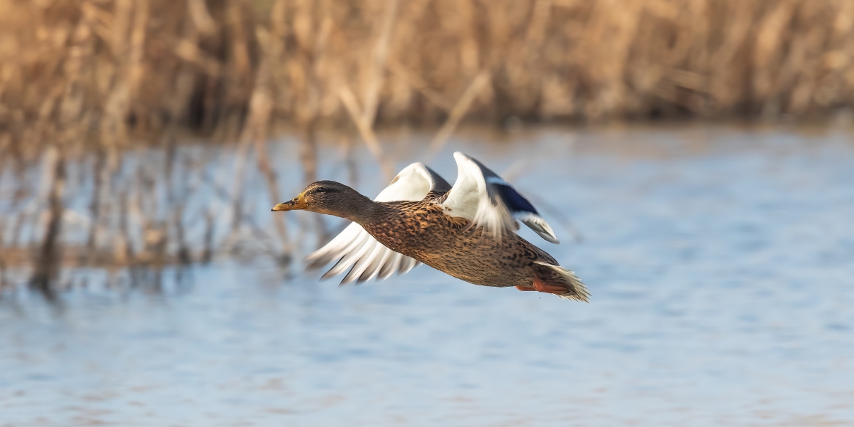 mallard in flight