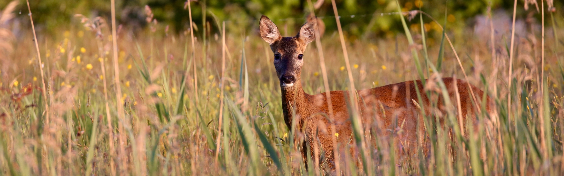 deer in grass