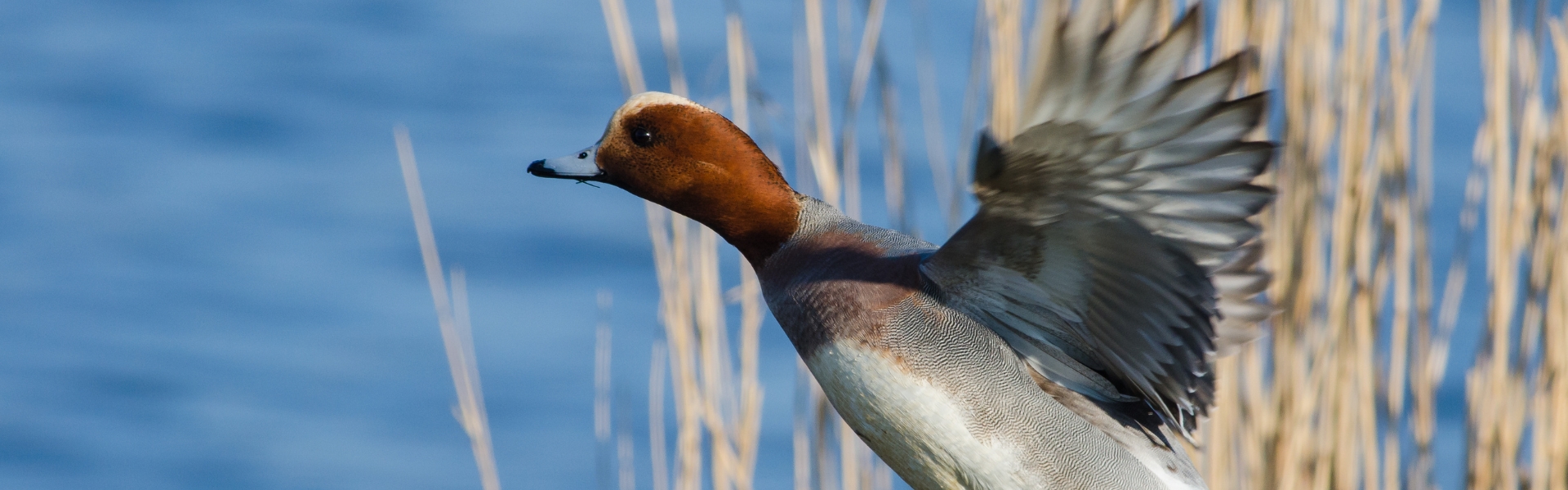 wigeon