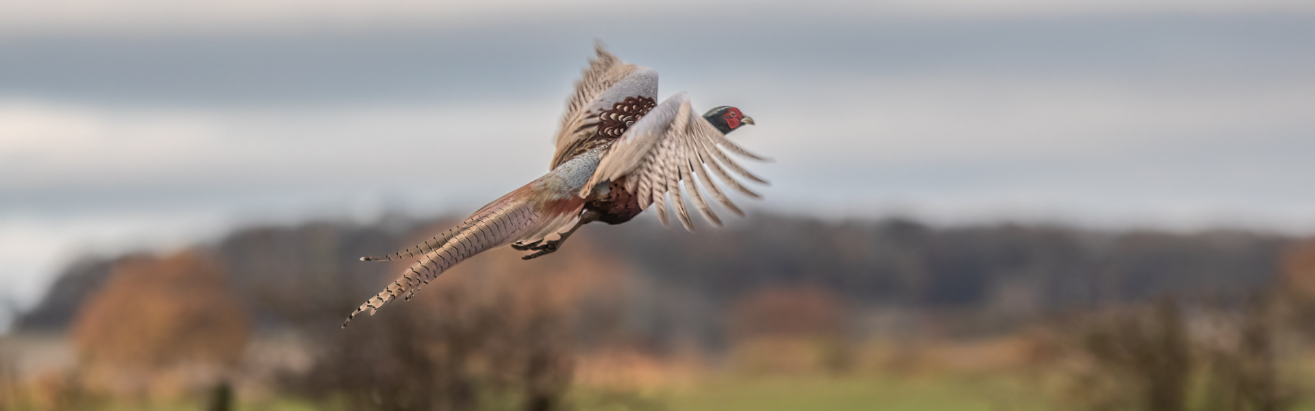 Pheasant in flight