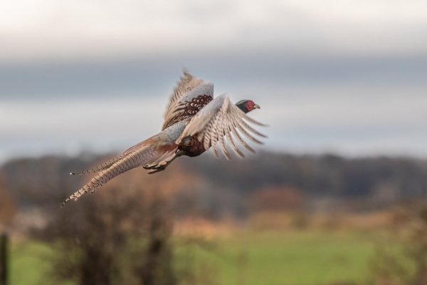 Cock pheasant in flight