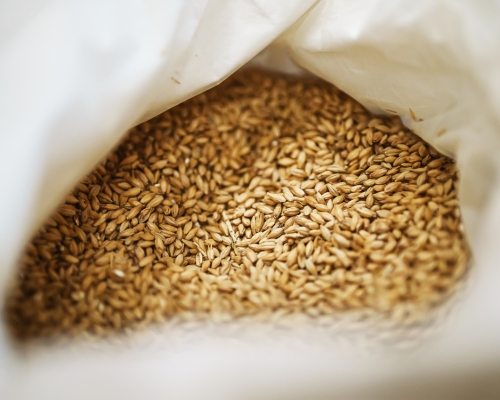 Barley grain in a sack