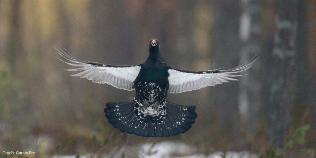 Capercaillie in flight