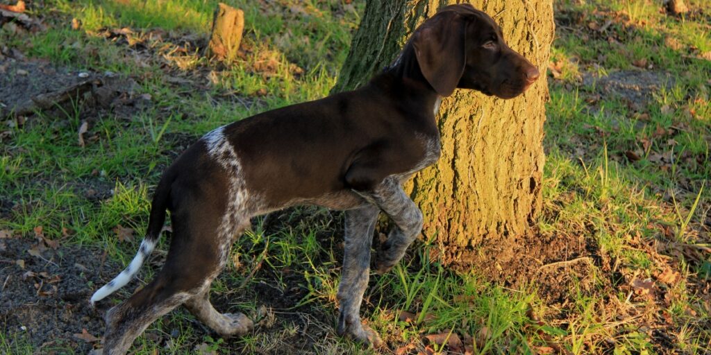 German shorthair pointer puppy