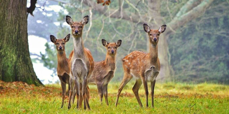 Sika deer in a clearing