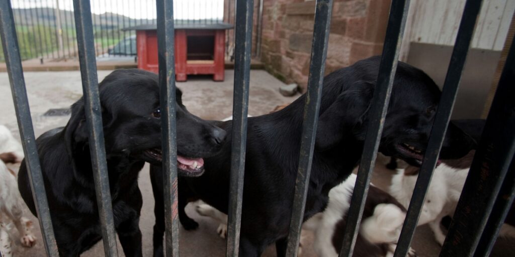 Gundogs in a kennel