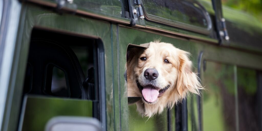 Dog in a car