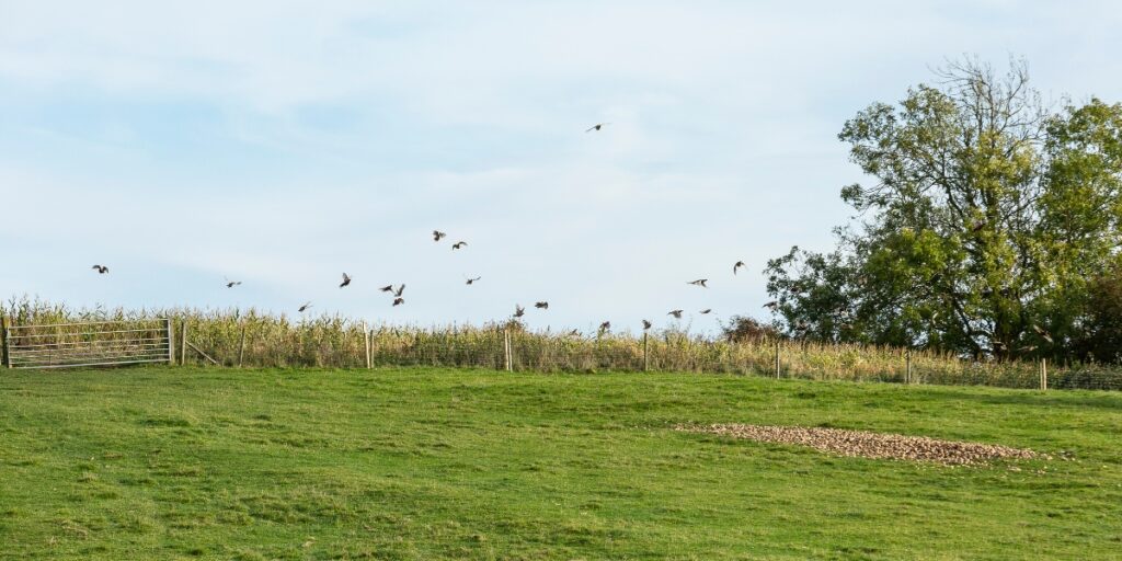 driven game shooting