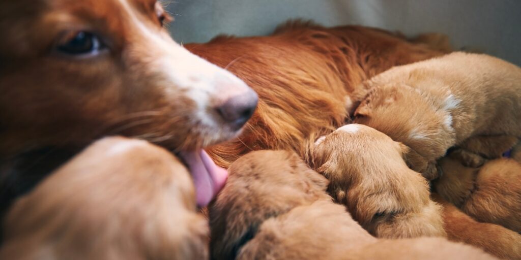 Nova Scotia Duck Tolling Retriever with puppies