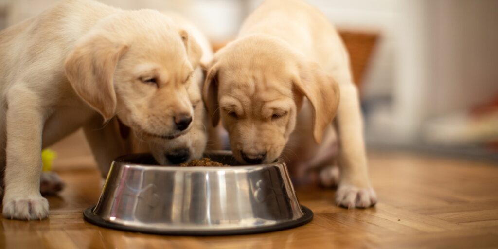 Labrador puppies eating